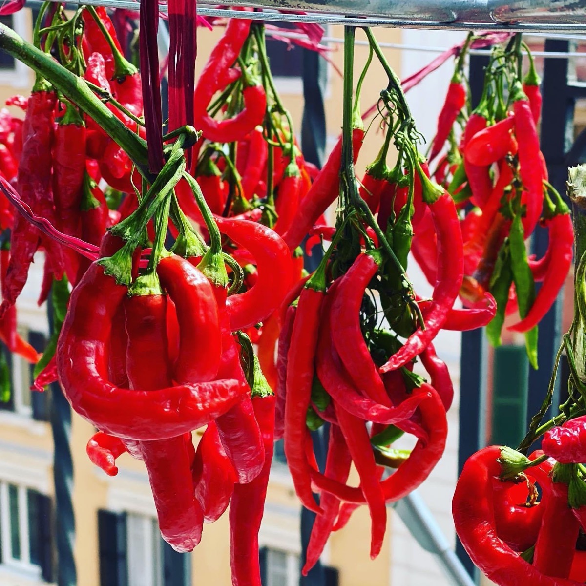 Dried Red Chilies: The Traditional Way
 Images Courtesy of Amy M.G.